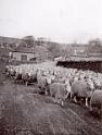 Sheep 1935-6